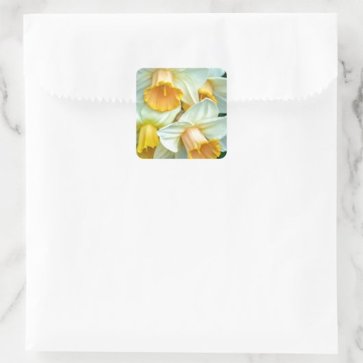 Gele daffodilbloemen vierkante sticker (Tas)