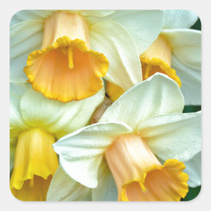 Gele daffodilbloemen vierkante sticker