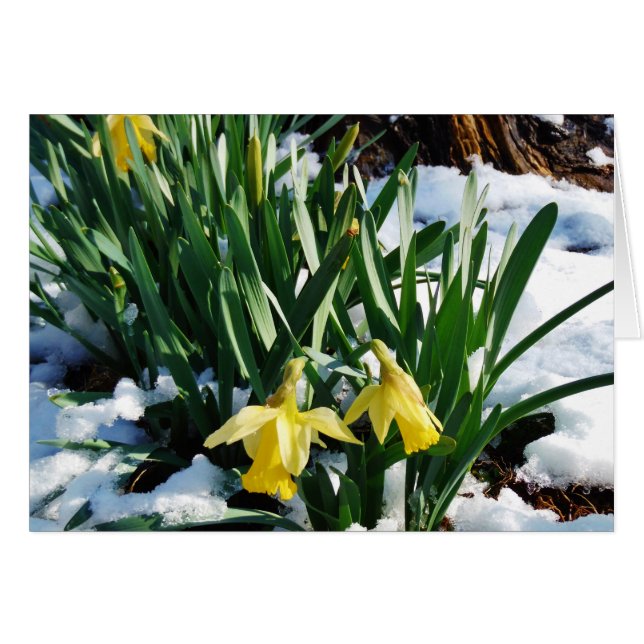 Gele Daffodils bloemen in de sneeuw (Voorkant Horizontaal)