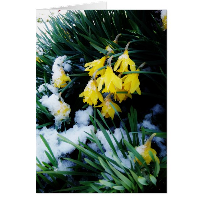 Gele Daffodils bloemen in de sneeuw (Voorkant)