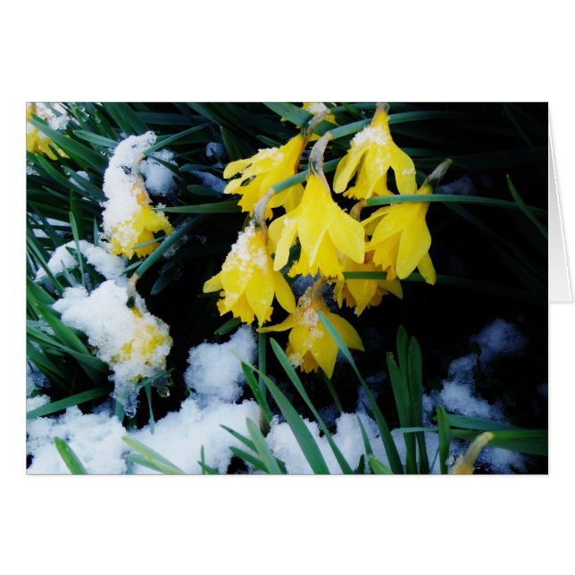 Gele Daffodils bloemen in de sneeuw (Voorkant Horizontaal)