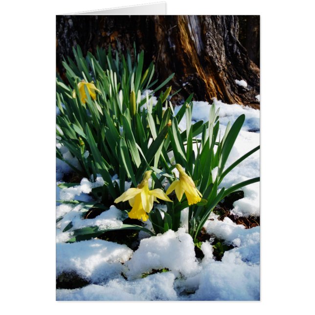 Gele Daffodils bloemen in de sneeuw (Voorkant)