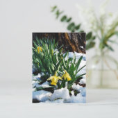 Gele Daffodils bloemen in de sneeuw Briefkaart (Staand voorkant)