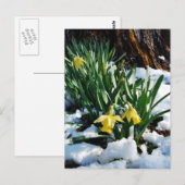 Gele Daffodils bloemen in de sneeuw Briefkaart (Voorkant / Achterkant)