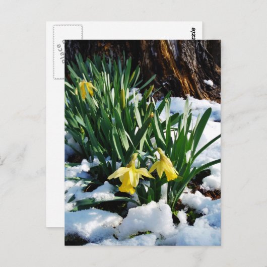 Gele Daffodils bloemen in de sneeuw Briefkaart (Voorkant / Achterkant)