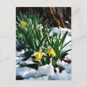Gele Daffodils bloemen in de sneeuw Briefkaart