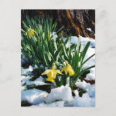 Gele Daffodils bloemen in de sneeuw Briefkaart (Voorkant)