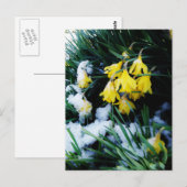 Gele Daffodils bloemen in de sneeuw Briefkaart (Voorkant / Achterkant)