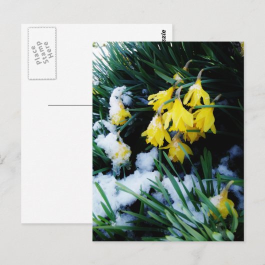 Gele Daffodils bloemen in de sneeuw Briefkaart (Voorkant / Achterkant)