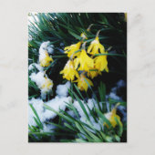 Gele Daffodils bloemen in de sneeuw Briefkaart (Voorkant)