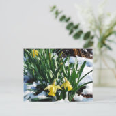 Gele Daffodils bloemen in de sneeuw Briefkaart (Staand voorkant)