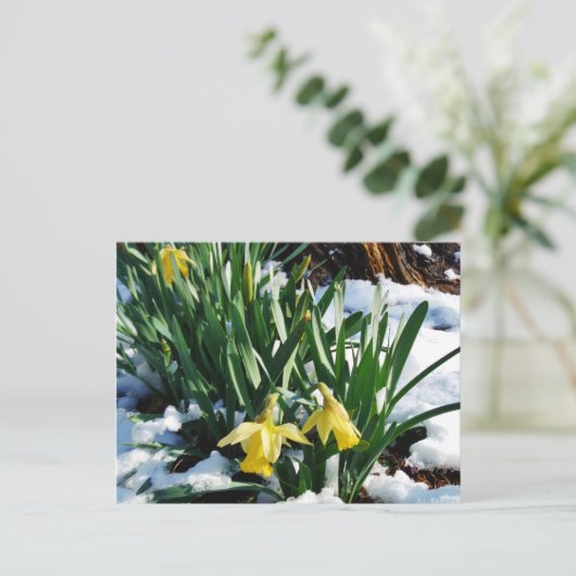 Gele Daffodils bloemen in de sneeuw Briefkaart (Staand voorkant)