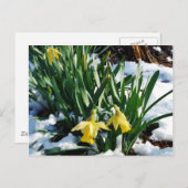 Gele Daffodils bloemen in de sneeuw Briefkaart (Voorkant / Achterkant)