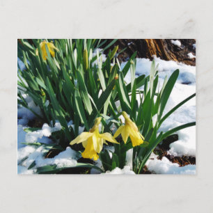 Gele Daffodils bloemen in de sneeuw Briefkaart