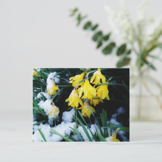 Gele Daffodils bloemen in de sneeuw Briefkaart (Staand voorkant)