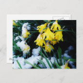 Gele Daffodils bloemen in de sneeuw Briefkaart (Voorkant / Achterkant)