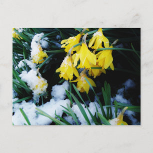 Gele Daffodils bloemen in de sneeuw Briefkaart