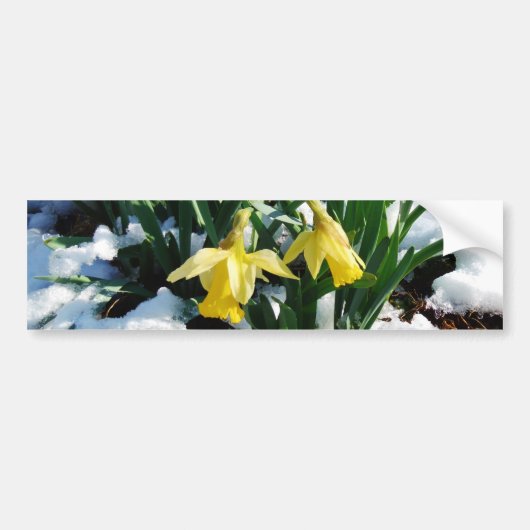 Gele Daffodils bloemen in de sneeuw Bumpersticker (Voorkant)