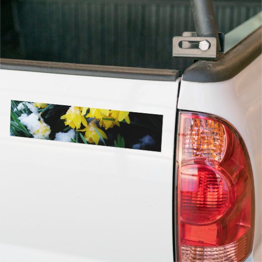 Gele Daffodils bloemen in de sneeuw Bumpersticker (Op Truck)