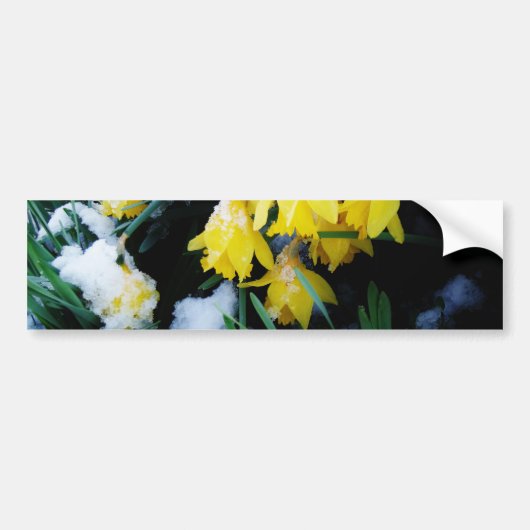 Gele Daffodils bloemen in de sneeuw Bumpersticker (Voorkant)