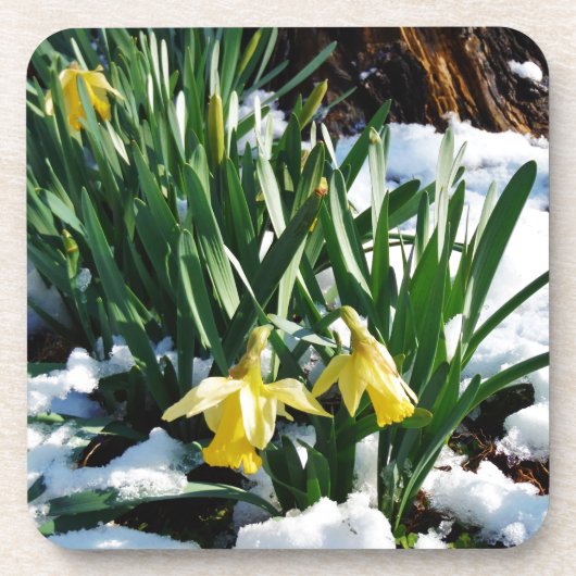 Gele Daffodils bloemen in de sneeuw Drankjes Onderzetter (Voorkant)
