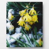 Gele Daffodils bloemen in de sneeuw Fotoplaat (Voorkant)