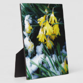 Gele Daffodils bloemen in de sneeuw Fotoplaat (Zijkant)