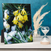 Gele Daffodils bloemen in de sneeuw Fotoplaat (Zijkant)