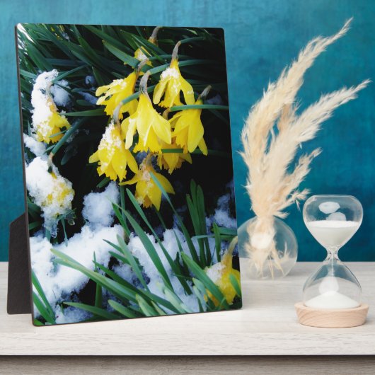 Gele Daffodils bloemen in de sneeuw Fotoplaat (Zijkant)