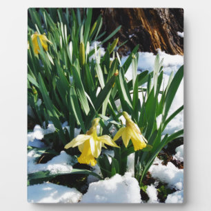 Gele Daffodils bloemen in de sneeuw Fotoplaat
