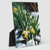 Gele Daffodils bloemen in de sneeuw Fotoplaat (Zijkant)