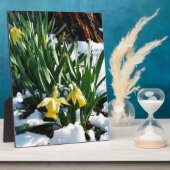 Gele Daffodils bloemen in de sneeuw Fotoplaat (Zijkant)