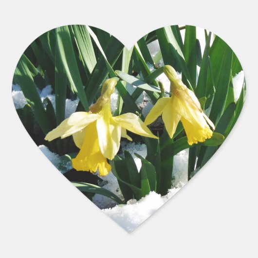 Gele Daffodils bloemen in de sneeuw Hart Sticker (Voorkant)