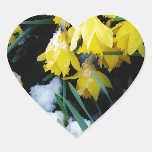 Gele Daffodils bloemen in de sneeuw Hart Sticker (Voorkant)