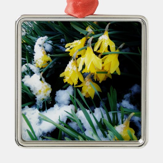 Gele Daffodils bloemen in de sneeuw Metalen Ornament (Voorkant)
