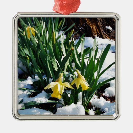 Gele Daffodils bloemen in de sneeuw Metalen Ornament (Voorkant)