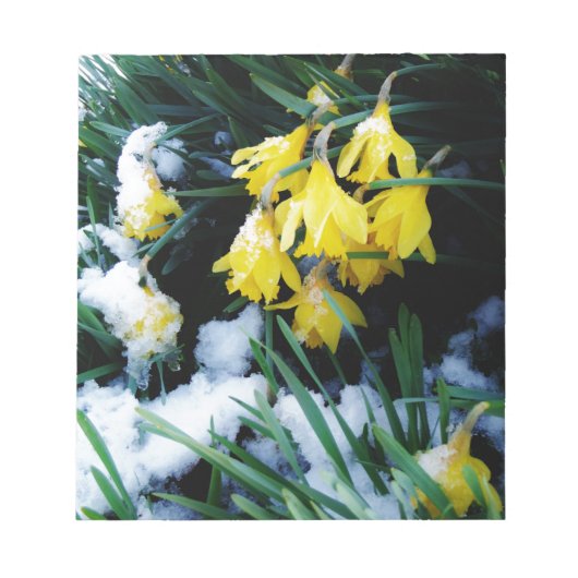Gele Daffodils bloemen in de sneeuw Notitieblok (Voorkant)