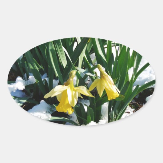 Gele Daffodils bloemen in de sneeuw Ovale Sticker (Voorkant)