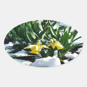 Gele Daffodils bloemen in de sneeuw Ovale Sticker