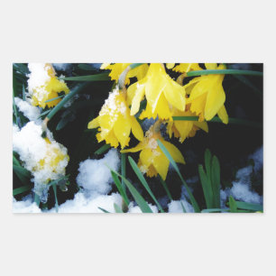 Gele Daffodils bloemen in de sneeuw Rechthoekige Sticker