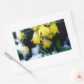 Gele Daffodils bloemen in de sneeuw Rechthoekige Sticker (Envelop)