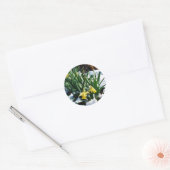 Gele Daffodils bloemen in de sneeuw Ronde Sticker (Envelop)