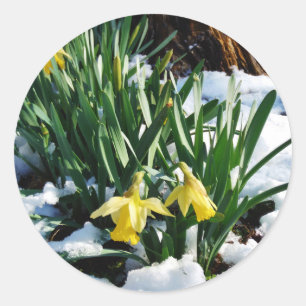 Gele Daffodils bloemen in de sneeuw Ronde Sticker