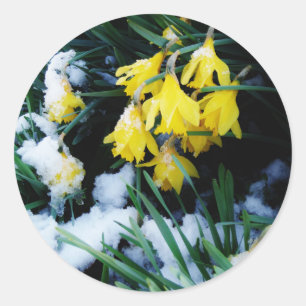 Gele Daffodils bloemen in de sneeuw Ronde Sticker