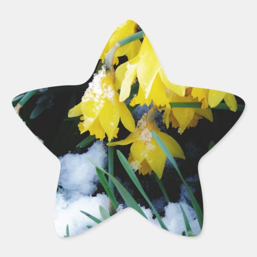 Gele Daffodils bloemen in de sneeuw Ster Sticker (Voorkant)
