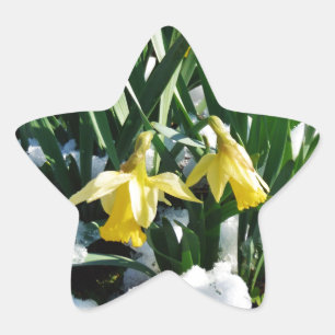 Gele Daffodils bloemen in de sneeuw Ster Sticker