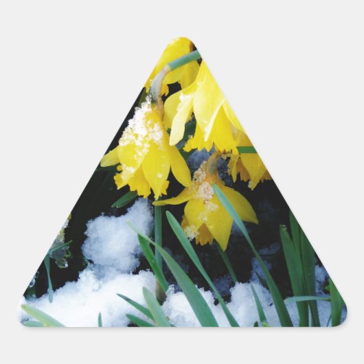 Gele Daffodils bloemen in de sneeuw Sticker (Voorkant)