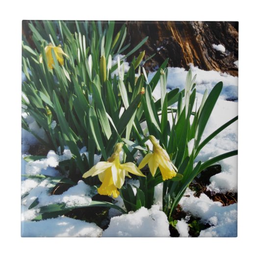 Gele Daffodils bloemen in de sneeuw Tegeltje (Voorkant)