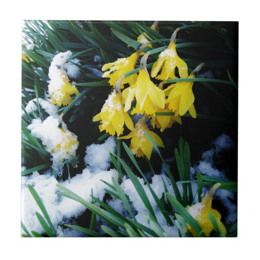 Gele Daffodils bloemen in de sneeuw Tegeltje (Voorkant)