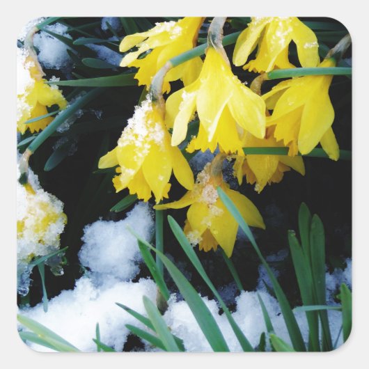 Gele Daffodils bloemen in de sneeuw Vierkante Sticker (Voorkant)